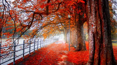 Serene Park Vibrant Cars Wallpaper 4K 3840x2160 A, Serene, Park, Scene, Features, Vibrant, Orange, Leaves, Carpeting, Path, Beneath, Majestic, Brown, Gray, Ultrawide, 4k