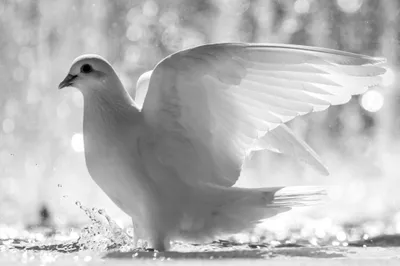 Definition Graceful Dove Abstract Wallpaper 4K 2048x1365 A, High-definition, Desktop, Wallpaper, Featuring, Graceful, Dove, Wings, Partially, Spread, Standing, Shallow, White, Gray, Ultrawide, Full HD