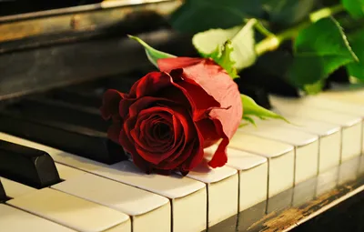 Definition Red Rose Abstract Wallpaper 4K 2896x1844 A, High-definition, Desktop, Wallpaper, Featuring, Red, Rose, Resting, Keys, Piano, Blending, Elements, White, Ultrawide, QHD