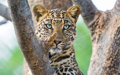Moody Leopard Wallpaper Nature Wallpaper 4K 2880x1800 A, Leopard, With, Striking, Blue, Eyes, Peers, Through, Tree, Branches, Desktop, White, Gray, Ultrawide, QHD
