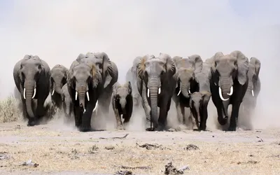 Sleek Herd Wallpaper Animals Wallpaper 4K 1920x1200 A, Herd, Of, African, Bush, Elephants, Charging, Across, Dusty, Plain, Captured, High, White, Ultrawide, Full HD