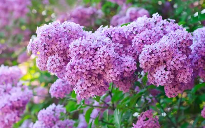 Vibrant Display Purple Wallpaper 4K, Nature category