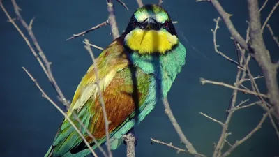 Animal Bee Eater Animals Wallpaper 4K 1920x1080 Animal, Bee-eater, Hd, Desktop, Wallpaper, Background, Image, Gray, Yellow, Ultrawide, Full HD