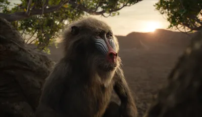 Misty Rafiki Wallpaper Animals Wallpaper 4K 2148x1252 Rafiki, The, Lion, King, Movie, 2019, Desktop, White, Ultrawide, Full HD
