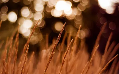 Close Wheat Natural Setting Blurred Abstract Wallpaper 4K 2560x1600 Close-up, Image, Of, Wheat, In, A, Natural, Setting, Blurred, Offering, Warm, Serene, White, Brown, Ultrawide, QHD