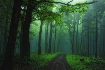 Misty Forest Surrounded Lush Nature Wallpaper 4K 1920x1275 A, Misty, Forest, Path, Surrounded, By, Lush, Green, Trees, Creating, Serene, Mystical, Brown, White, Gray, Ultrawide, Full HD