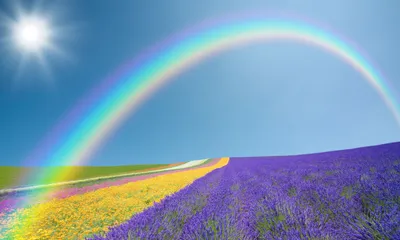 Vibrant Shows Sunny Spring Nature Wallpaper 4K 3500x2100 A, Vibrant, Hd, Wallpaper, Shows, Sunny, Spring, Day, Rainbow, Arching, Over, Colorful, Pink, Gray, Ultrawide, QHD