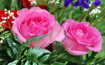 Close Two Vibrant Nature Wallpaper 4K 1920x1200 Hd, Desktop, Wallpaper, Featuring, A, Close-up, Of, Two, Vibrant, Pink, Roses, Amidst, Ultrawide, Full HD