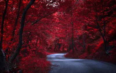 Serene Winding Forest Intense Red Nature Wallpaper 4K 1920x1200 Hd, Desktop, Wallpaper, Featuring, A, Serene, Road, Winding, Through, Forest, Intense, Red, Brown, Gray, Ultrawide, Full HD