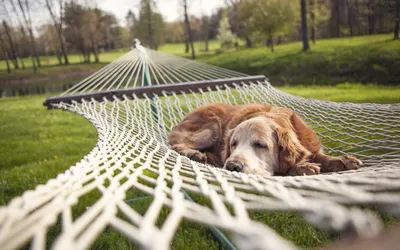 Epic Golden Wallpaper Abstract Wallpaper 4K 1920x1200 Hd, Wallpaper, Featuring, A, Golden, Retriever, Relaxing, On, Hammock, Scenic, Green, Park, White, Ultrawide, Full HD