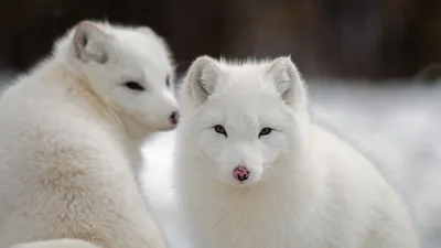 Two White Arctic Foxes Soft Animals Wallpaper 4K 2048x1152 Hd, Pc, Desktop, Wallpaper, Featuring, Two, White, Arctic, Foxes, Soft, Fur, Against, Gray, Ultrawide, Full HD