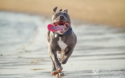 Pit Bull Running Nature Wallpaper 4K 1920x1200 Hd, Desktop, Wallpaper:, Of, A, Pit, Bull, Running, Joyfully, Beach, Tongue, Out, White, Ultrawide, Full HD