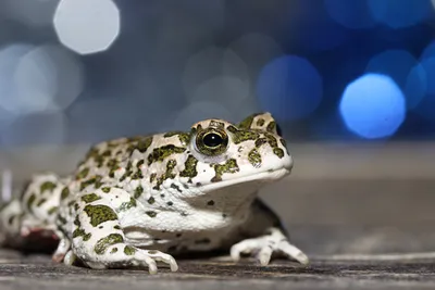Crisp European Wallpaper Animals Wallpaper 4K 2592x1728 European, Green, Toad, Bokeh, Amphibian, Animal, Hd, Desktop, Gray, Landscape, QHD