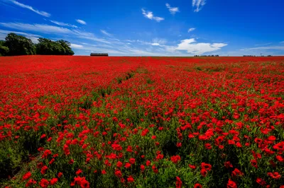 Epic Red Wallpaper Nature Wallpaper 4K 5730x3820 Red, Flower, Nature, Summer, Sky, Field, Poppy, Desktop, Landscape, 4k