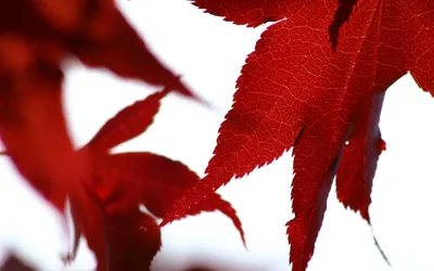 Sleek Vibrant Wallpaper Nature Wallpaper 4K 1920x1200 Hd, Desktop, Wallpaper, Of, Vibrant, Red, Autumn, Leaves, Set, Against, Bright, Capturing, White, Ultrawide, Full HD