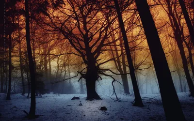 Dreamy Winter Wallpaper Nature Wallpaper 4K 2560x1600 A, Winter, Forest, Scene, With, Tree, Standing, Majestically, Among, Snow-covered, Ground, Other, Brown, Gray, Ultrawide, QHD