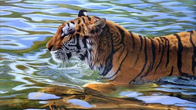 Radiant Tiger Wallpaper Animals Wallpaper 4K 1920x1080 Hd, Wallpaper, Of, A, Tiger, Swimming, In, Clear, Water, Showcasing, Striking, Stripes, White, Gray, Ultrawide, Full HD
