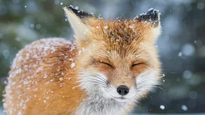 Close Red Fox Closed Wallpaper 4K, Nature category