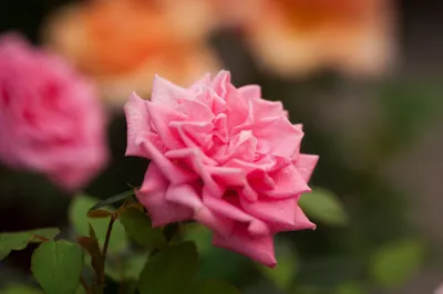 Vibrant Nature Wallpaper Nature Wallpaper 4K 2048x1360 Nature, Rose, Hd, Desktop, Wallpaper, Background, Image, Pink, Orange, Ultrawide, Full HD