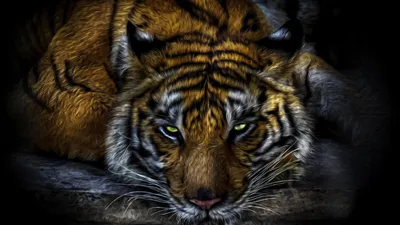 Close Tiger Vivid Stripes Animals Wallpaper 4K 1920x1080 Hd, Desktop, Wallpaper, Featuring, A, Close-up, View, Of, Tiger, Vivid, Stripes, Intense, Brown, Gray, Ultrawide, Full HD