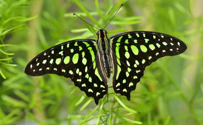 Vibrant Butterfly Black Wings Adorned Animals Wallpaper 4K 1960x1211 A, Vibrant, Butterfly, With, Black, Wings, Adorned, Green, Spots, Resting, Lush, Greenery, Brown, Pink, Ultrawide, Full HD