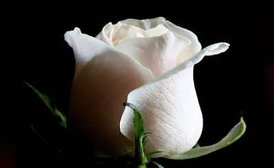 Close Delicate White Rose Dark Black/Dark Wallpaper 4K 1920x1177 Hd, Desktop, Wallpaper, Featuring, A, Close-up, Of, Delicate, White, Rose, Against, Dark, Ultrawide, Full HD
