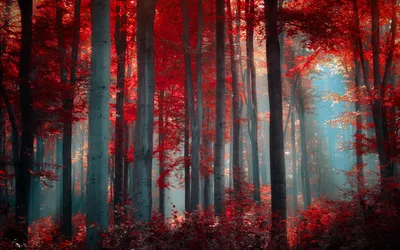 Tranquil Forest Bathed Nature Wallpaper 4K 1920x1200 Hd, Desktop, Wallpaper:, Of, A, Tranquil, Forest, Bathed, Red, Foliage, Sunlight, Creating, Brown, Ultrawide, Full HD