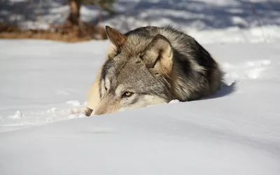 Calm Wolf Wallpaper Wallpaper 4K, Animals category