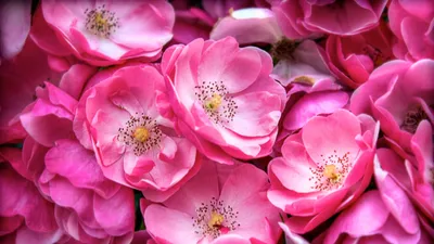 Sleek Close Wallpaper Nature Wallpaper 4K 2560x1440 Close-up, Of, Pink, Rose, Blooms, With, Yellow, Centers, Vibrant, Petals, Quad, Desktop, Ultrawide, QHD
