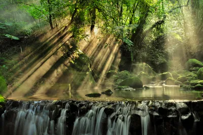 Golden Sunbeams Wallpaper Nature Wallpaper 4K 4288x2848 4k, Ultra, Hd, Pc, Desktop, Wallpaper, And, Background, Sunbeams, Pierce, Mossy, Forest, Gray, Ultrawide