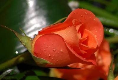 Definition Red Rose Nature Adorned Nature Wallpaper 4K 1680x1134 A, High-definition, Image, Of, Red, Rose, In, Nature, Adorned, Water, Droplets, Captured, White, Landscape