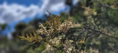 Dreamy Floral Wallpaper Nature Wallpaper 4K 4032x1816 Floral, Closeup, White, Flowers, Blur, Gray, Ultrawide, 4k