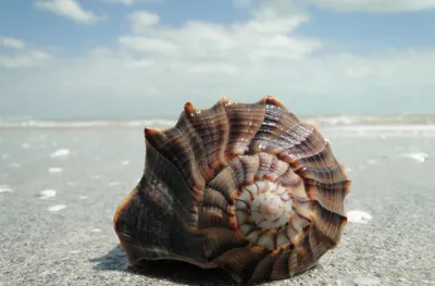 Spiral Seashell Wet Sand Ocean Nature Wallpaper 4K 2400x1582 Hd, Pc, Desktop, Wallpaper/background:, Showing, A, Spiral, Seashell, Wet, Sand, Ocean, Cloudy, White, Ultrawide, Full HD