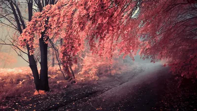 Golden Pathway Wallpaper Nature Wallpaper 4K 1920x1080 Hd, Desktop, Wallpaper:, Featuring, A, Pathway, Surrounded, By, Vibrant, Red, Autumn, Foliage, Brown, Orange, Ultrawide, Full HD
