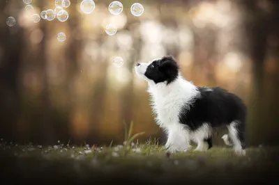 Bubble Bokeh Depth Animals Wallpaper 4K 2048x1365 Bubble, Bokeh, Depth, Of, Field, Baby, Animal, Puppy, Dog, Border, Collie, Desktop, White, Ultrawide, Full HD