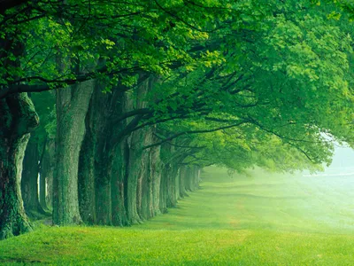 Definition Serene Forest Lush Green Nature Wallpaper 4K 1600x1200 A, High-definition, Desktop, Wallpaper, Featuring, Serene, Forest, Scene, Lush, Green, Trees, Lined, Pink, Landscape