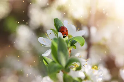 Animal Ladybug Animals Animals Wallpaper 4K 2000x1325 Animal, Ladybug, Hd, Desktop, Wallpaper, Background, Image, White, Ultrawide, Full HD