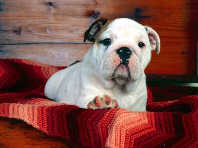 Bold Close Wallpaper Abstract Wallpaper 4K 1600x1200 Hd, Pc, Desktop, Wallpaper, Featuring, A, Close-up, Of, White, Bulldog, Puppy, Resting, Gray, Landscape