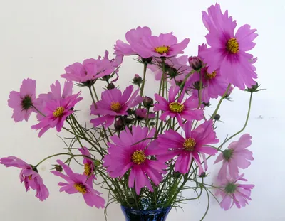 Dreamy Purple Wallpaper Space Wallpaper 4K 2700x2100 Purple, Cosmos, White, Square, QHD