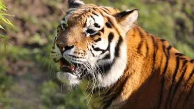 Sleek Close Wallpaper Animals Wallpaper 4K 3840x2160 Close-up, Of, A, Majestic, Tiger, In, Natural, Light, Captured, Ultra, Striking, Desktop, White, Ultrawide, 4k
