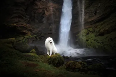 Golden Fluffy Wallpaper Animals Wallpaper 4K 2048x1365 A, Fluffy, White, Samoyed, Dog, Sits, On, Mossy, Rocks, Front, Tall, Cascading, Gray, Ultrawide, Full HD