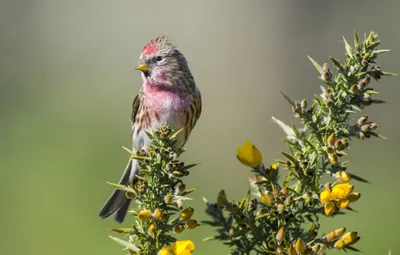 Crisp Small Wallpaper Animals Wallpaper 4K 2048x1307 Hd, Pc, Desktop, Wallpaper:, Featuring, A, Small, Bird, Pink, Brown, Feathers, Perched, Gray, Ultrawide, Full HD