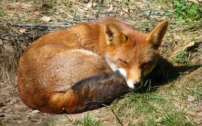Dark Cozy Wallpaper Animals Wallpaper 4K 1920x1200 A, Cozy, Fox, Curled, Up, In, Grassy, Area, Showcasing, Rich, Orange, Fur, Gray, Ultrawide, Full HD