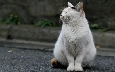 Misty White Wallpaper Animals Wallpaper 4K 1920x1200 Hd, Desktop, Wallpaper, Of, A, White, Cat, Sitting, Street, Glancing, Upward, Curious, Gray, Ultrawide, Full HD