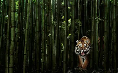 Sleek Tiger Wallpaper Animals Wallpaper 4K 1680x1050 Hd, Wallpaper, Of, A, Tiger, Walking, Through, Dense, Bamboo, Forest, Brown, Blue, Ultrawide