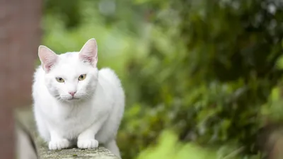 Calm White Wallpaper Animals Wallpaper 4K 2560x1440 White, Cat, Animal, Staring, Into, The, Camera, Crouched, Ledge, Blurred, Green, Ultrawide, QHD