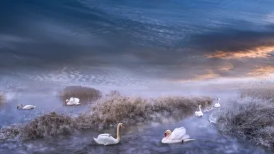 Vivid Bird Wallpaper Animals Wallpaper 4K 3840x2160 Bird, Pond, Swan, Frost, Winter, Animal, Mute, Desktop, Gray, Brown, Ultrawide, 4k
