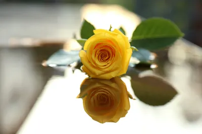 Vibrant Yellow Rose Its Reflection Abstract Wallpaper 4K 2048x1365 Hd, Desktop, Wallpaper, Featuring, A, Vibrant, Yellow, Rose, Reflection, Glossy, Surface, Surrounded, White, Ultrawide, Full HD
