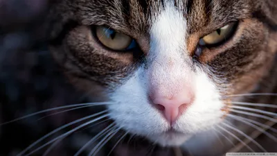 Calm Close Wallpaper Animals Wallpaper 4K 1920x1080 Close-up, Hd, Desktop, Wallpaper, Of, A, Cat's, Intense, Cat, 039, Face, Highlighting, White, Ultrawide, Full HD