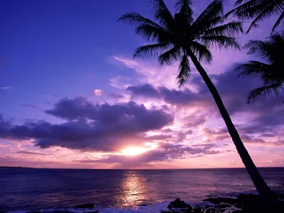 Serene Beach Sunset Silhouetted Palm Nature Wallpaper 4K 1600x1200 A, Stunning, Hd, Desktop, Wallpaper:, Featuring, Serene, Beach, Sunset, Silhouetted, Palm, Tree, Brown, Red, Landscape